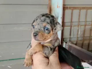 Ratón de Praga perros Ratón de praga - Anuncio 1