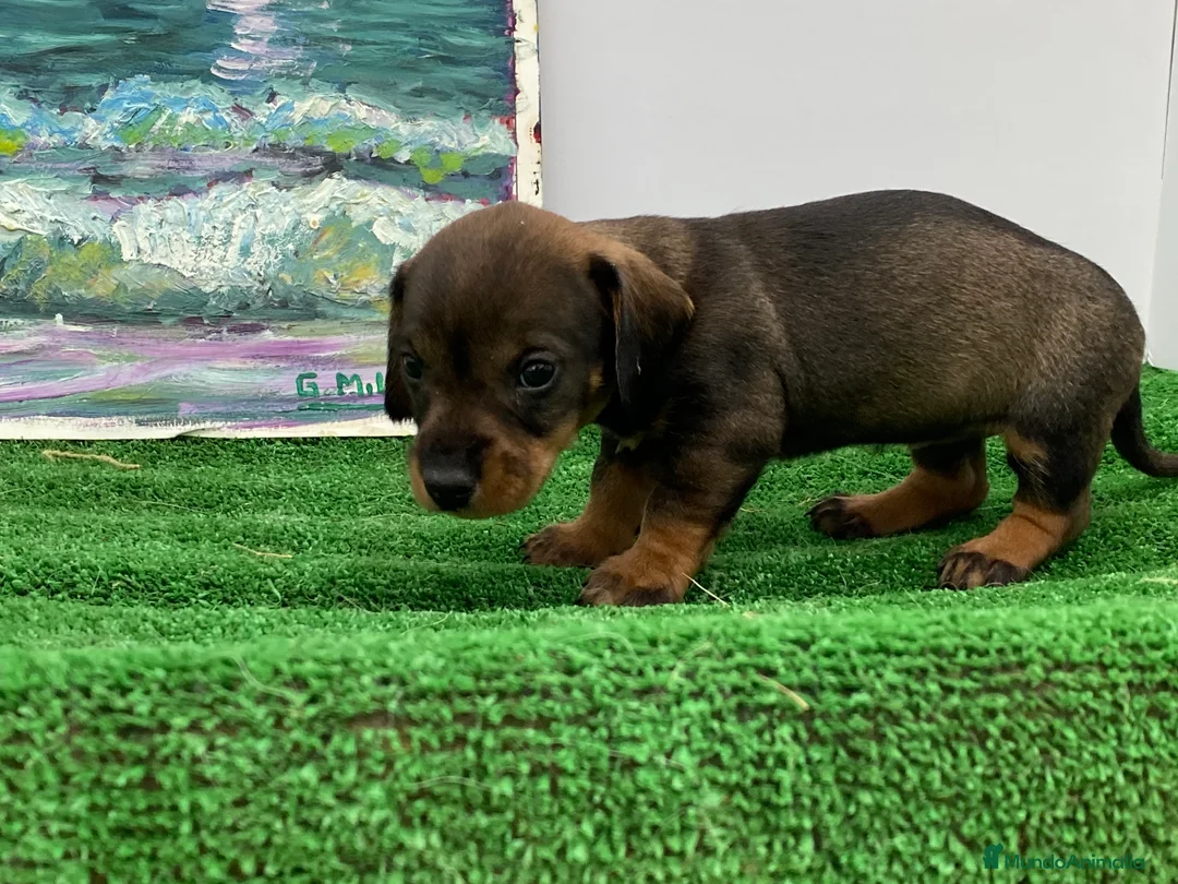 Teckel Miniatura perros en venta: Teckel miniatura PUPPY  en Ciudad Real - Anuncio 6