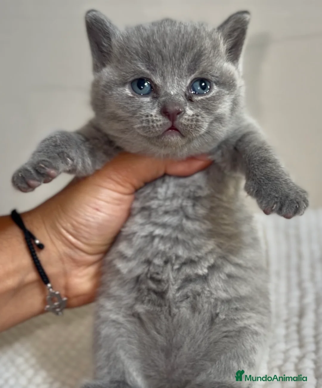 Británico de Pelo Corto Azul gatos en venta: HEMBRITA BLUE BRITISH SHORTHAIR  - Anuncio 2
