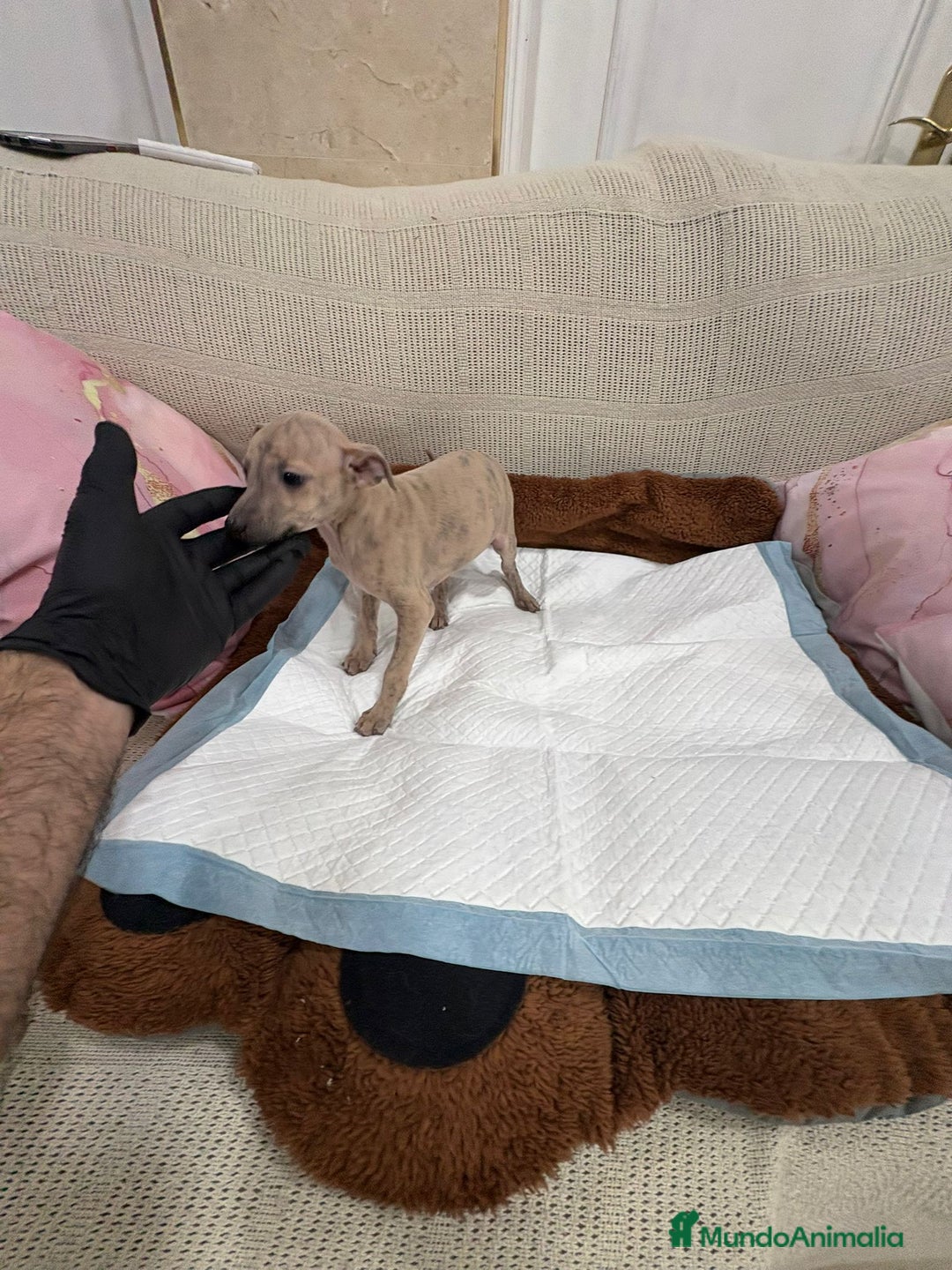 Whippet perros en venta: Whippet  - Anuncio 4