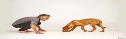 Rhodesian Ridgeback perros en venta: Rhodesian Ridgeback adultos con pedigrí  - Anuncio 2