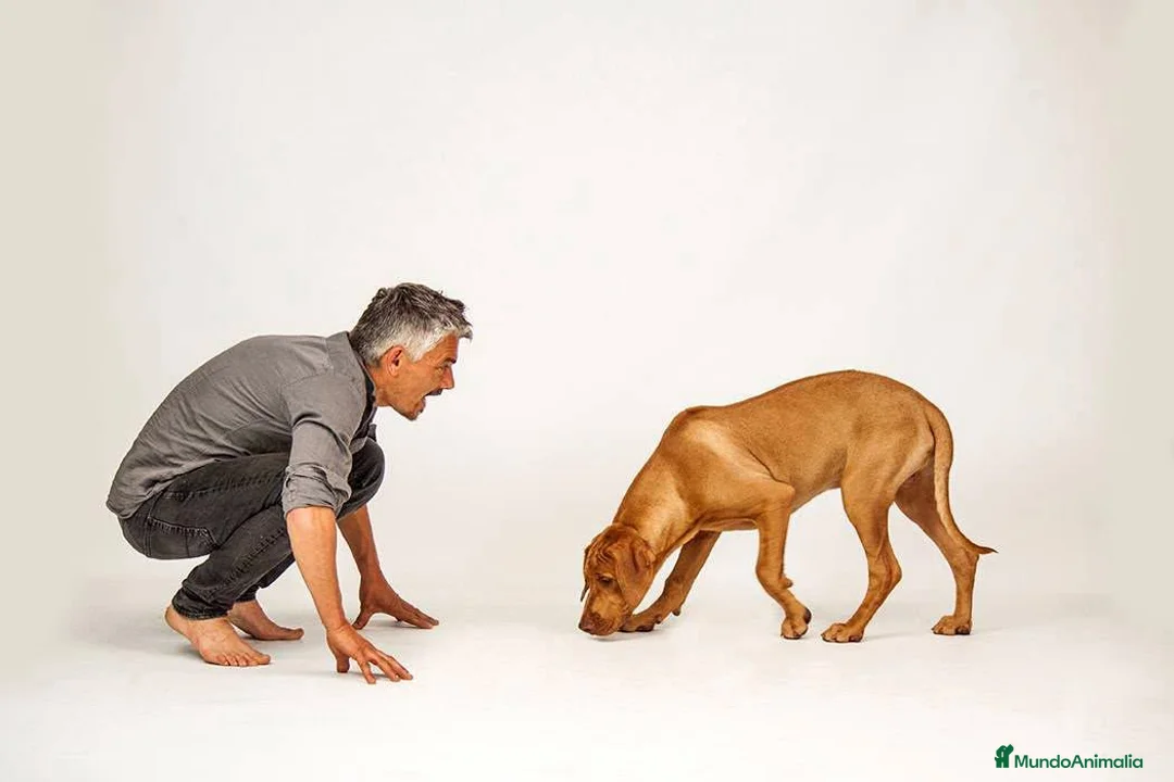 Rhodesian Ridgeback perros en venta: Rhodesian Ridgeback adultos con pedigrí  - Anuncio 2