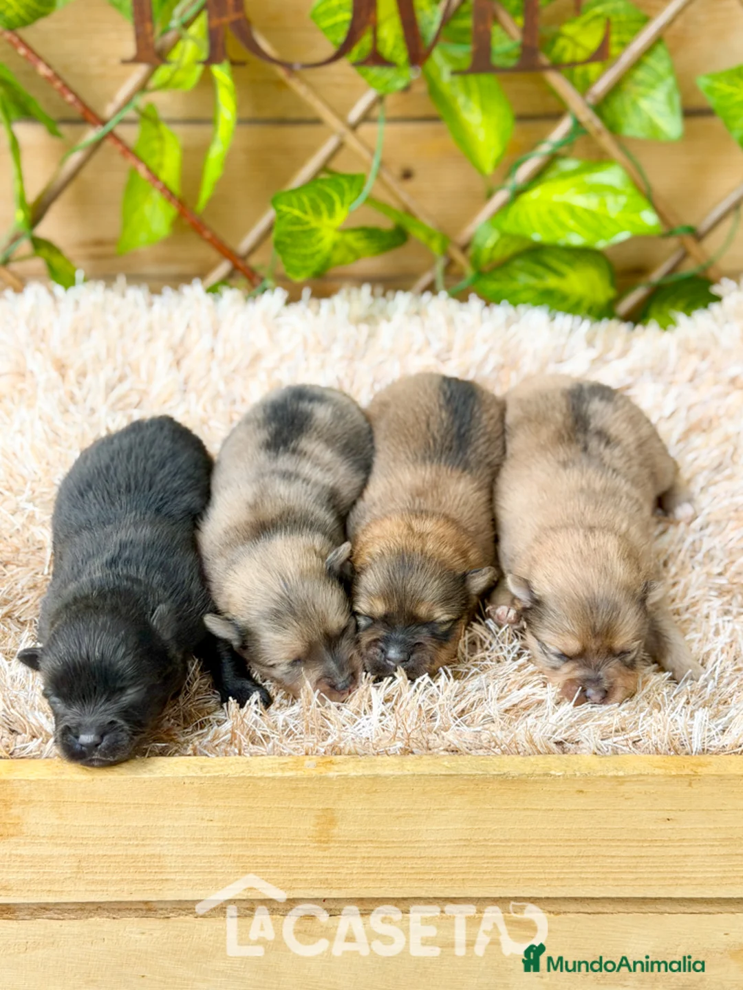 Pomerania perros en venta: Camada de Valentina - Anuncio 1