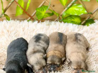 Pomerania perros Camada de Valentina - Anuncio 1