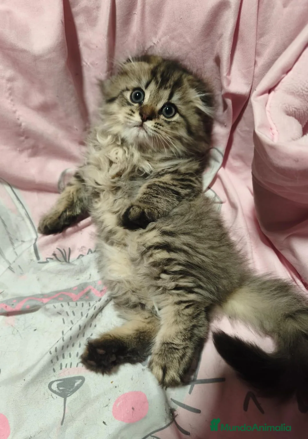 Scottish Fold gatos en venta: Scottish fold en Valencia - Anuncio 9