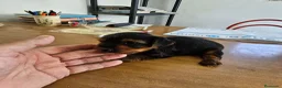 Yorkshire Terrier perros en venta: Espectacular hembra de yorkshire  - Anuncio 3