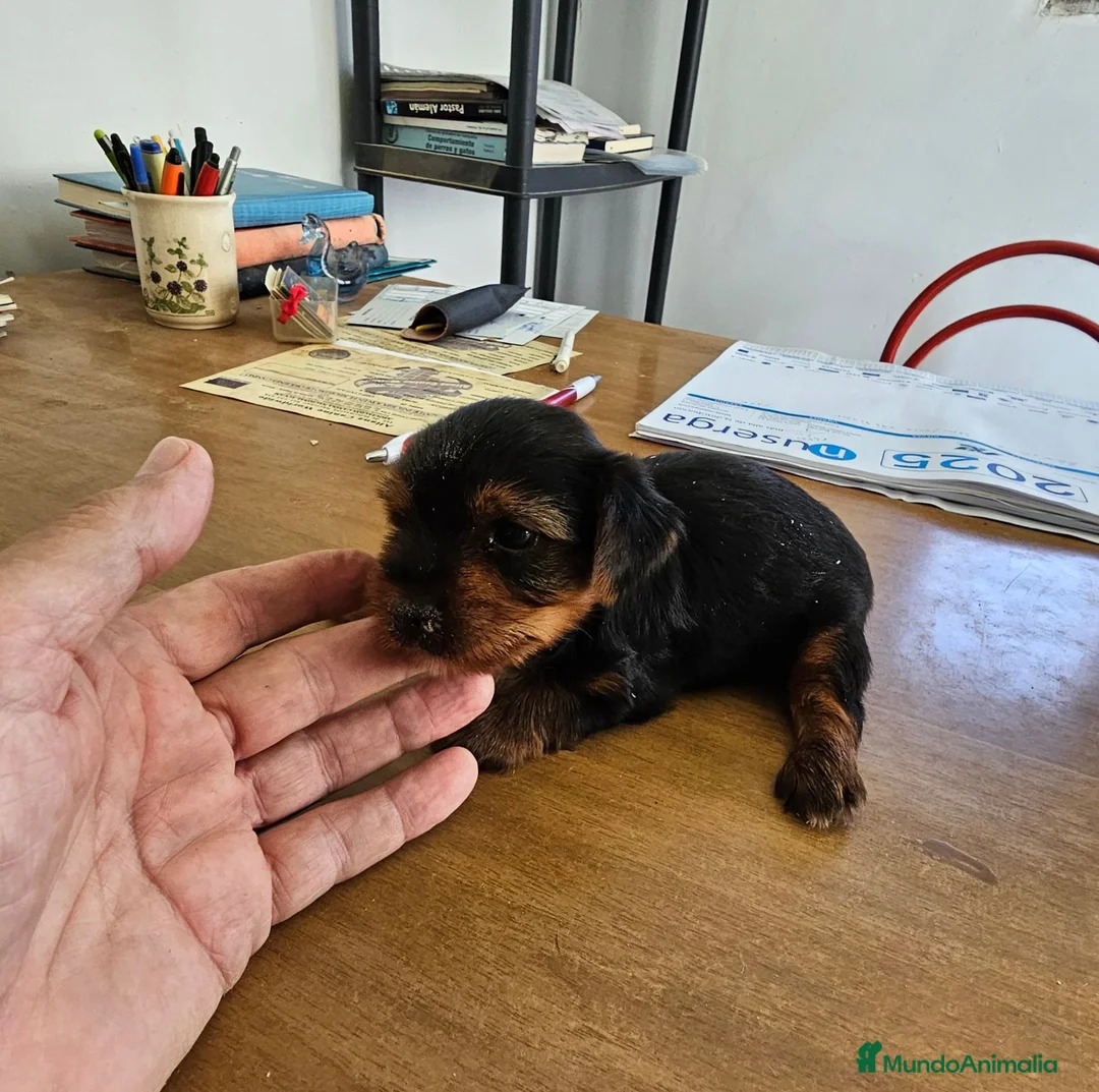 Yorkshire Terrier perros en venta: Espectacular hembra de yorkshire  - Anuncio 3