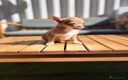 Chihuahua perros en venta: Chihuahua Toy Rusos - Imagen 10