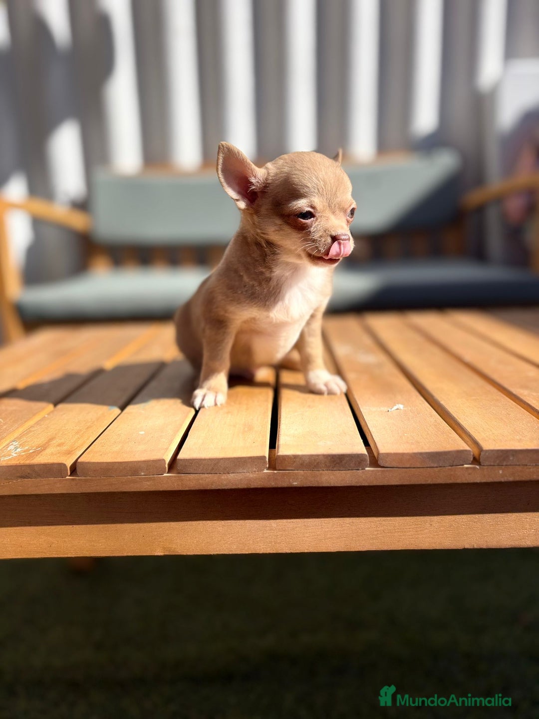 Chihuahua perros en venta: Chihuahua Toy Rusos - Imagen 10