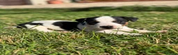 Jack Russell Terrier perros en venta: Disponible Machos de Jack Rusell - Anuncio 2