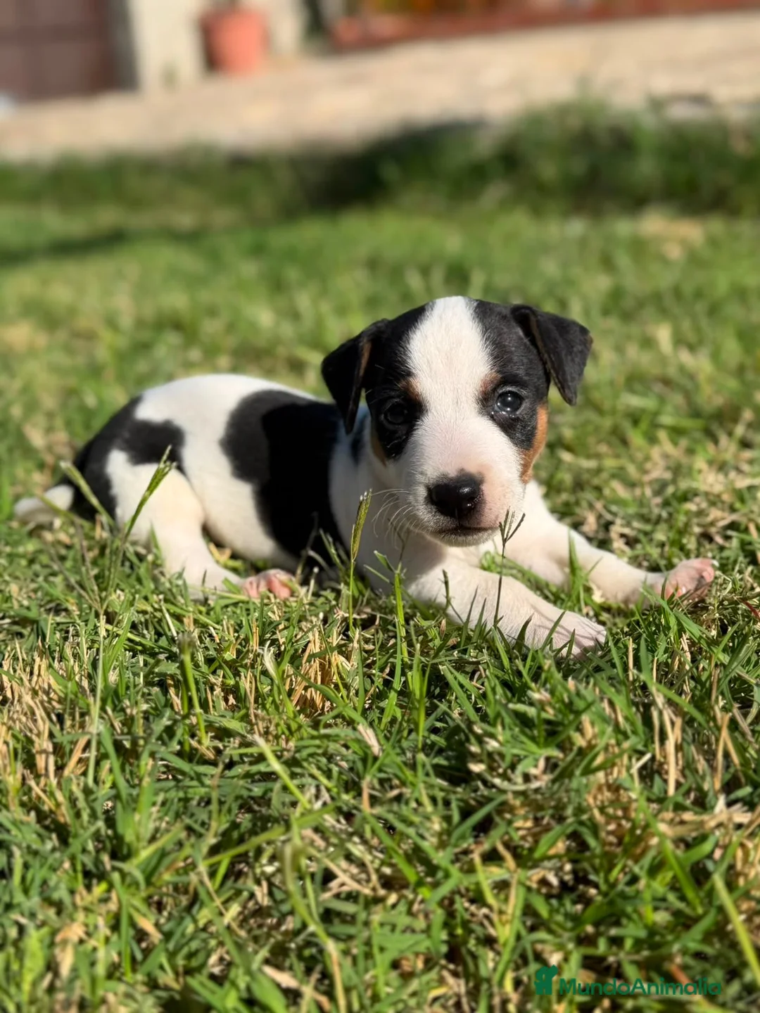 Jack Russell Terrier perros en venta: Disponible Machos de Jack Rusell - Anuncio 2