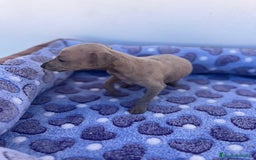 Whippet perros en venta: Whippet blue  - Imagen 33