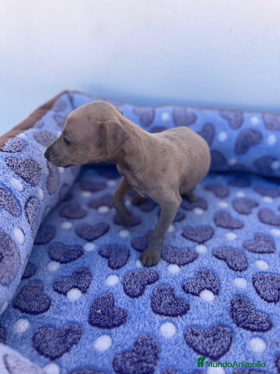 Whippet perros en venta: Whippet blue  - Imagen 33