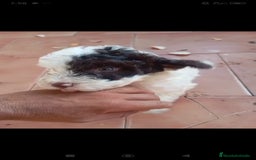 Perro de Agua Español perros en venta: Perro de agua  - Imagen 10