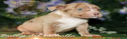 American Bully perros en venta: AMERICAN BULLY CRIADORES  en Sevilla - Anuncio 4
