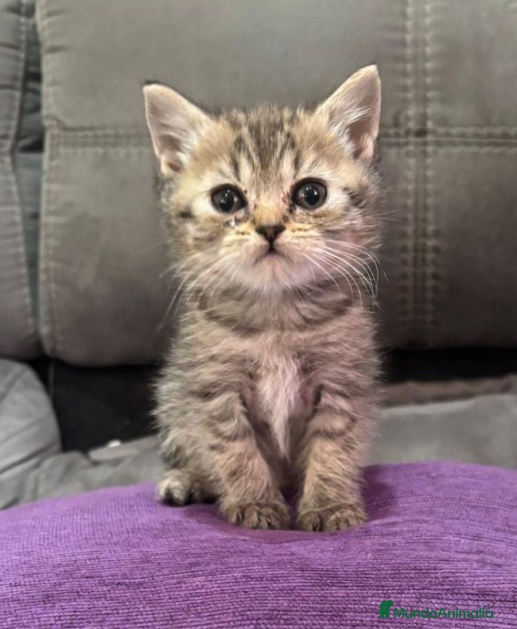 Scottish Fold gatos Scotish Fold atigrados  - Anuncio 2