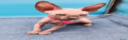 Sphynx gatos en venta: Hembrita super cariñosa  - Anuncio 3