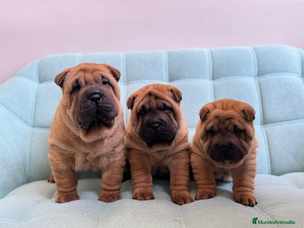Shar Pei perros en Málaga - Anuncio 9