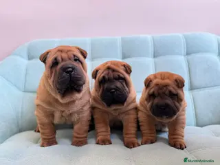 Shar Pei perros SHAR PEI CACHORRITOS en Málaga - Anuncio 14