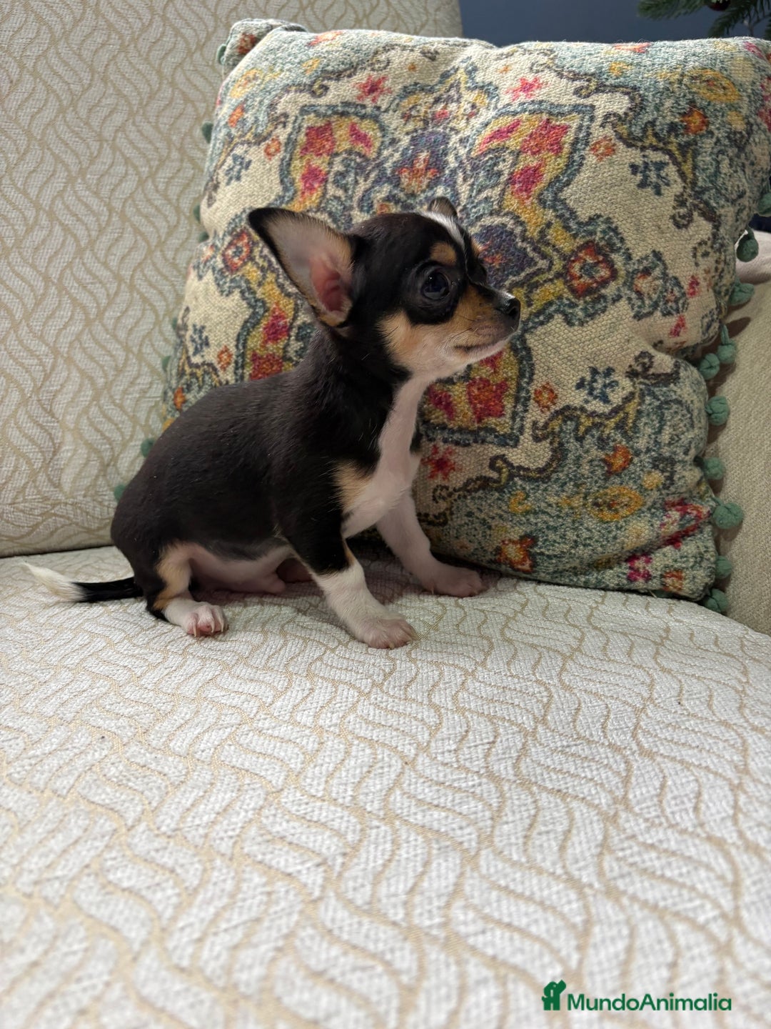 Chihuahua perros en venta: Macho chihuahua Toy tricolor  - Anuncio 13