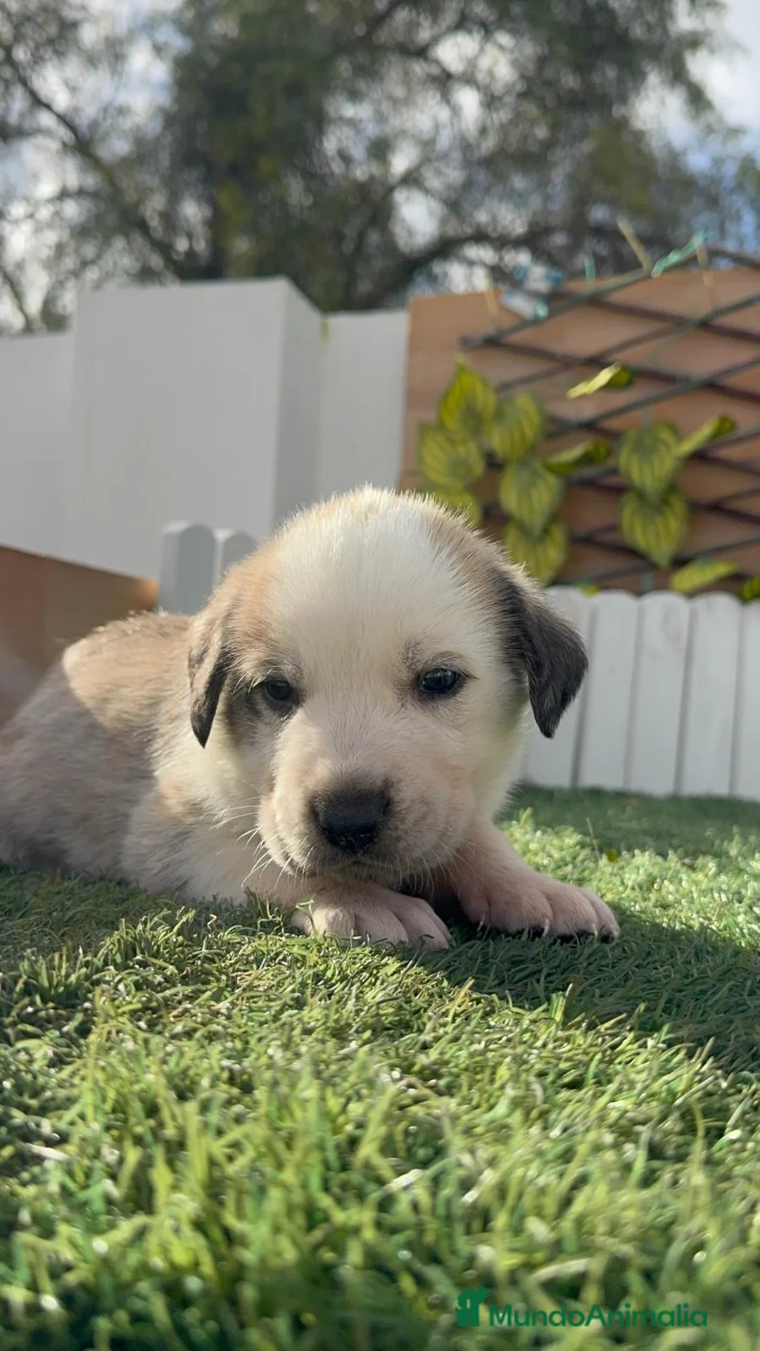 Mastín Español perros en venta: MASTIN ESPAÑOL - Anuncio 5