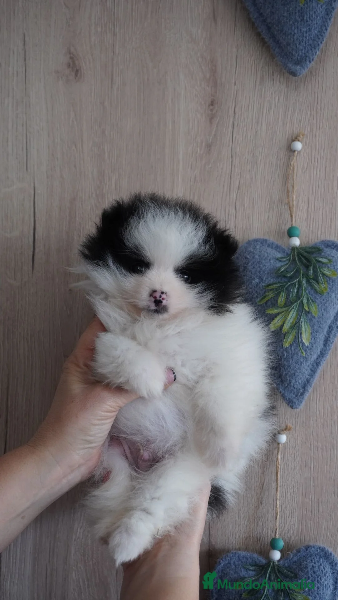 Pomerania perros en venta: Pomerania miniatura  - Anuncio 4