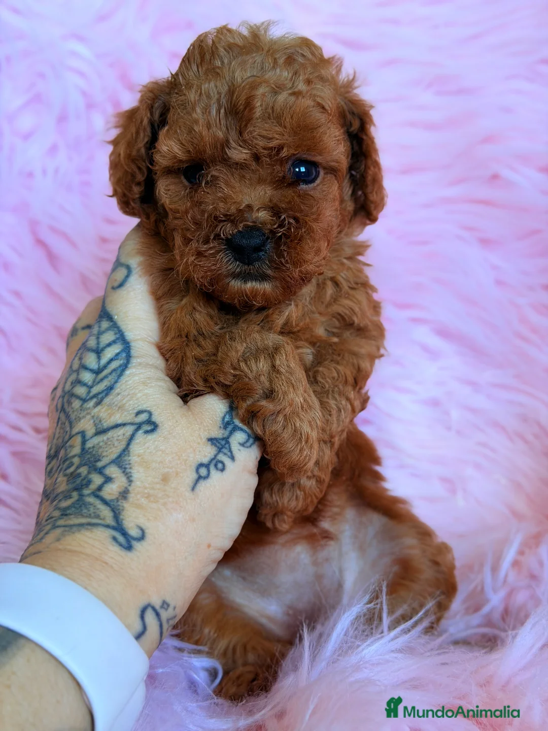 Caniche Toy perros en venta: Caniche Toy rojo pimentón  - Anuncio 5