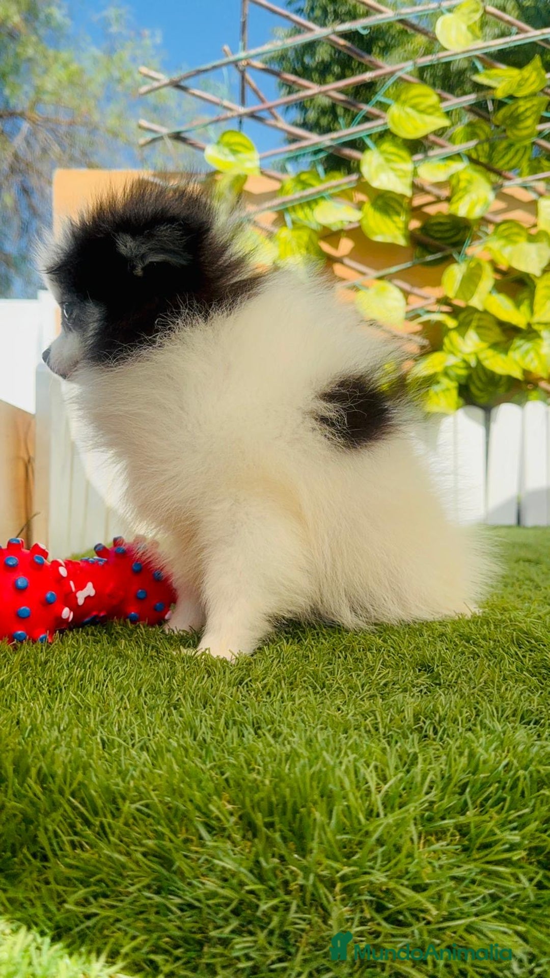 Pomerania perros en venta: POMERANIA HEMBRA ENVIOS A TODA ESPAÑA - Imagen 29