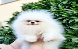 Pomerania perros en venta: Cachorra alta calidad  - Imagen 1