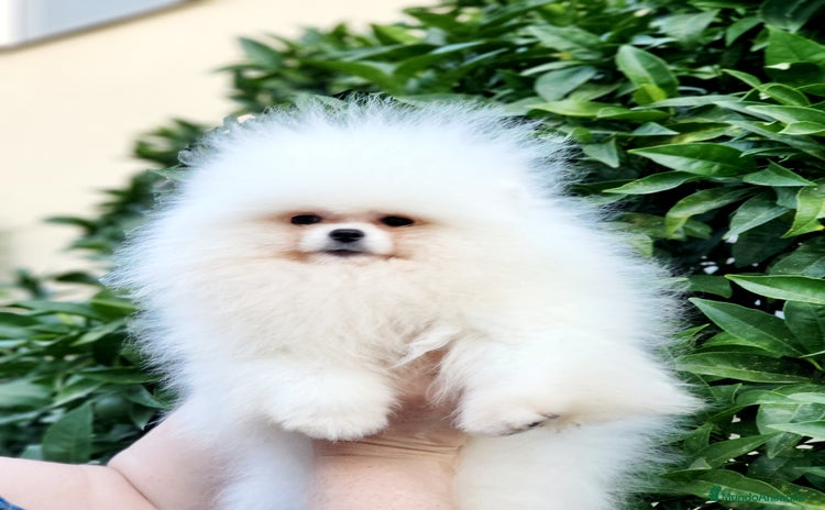 Pomerania perros - Anuncio 3