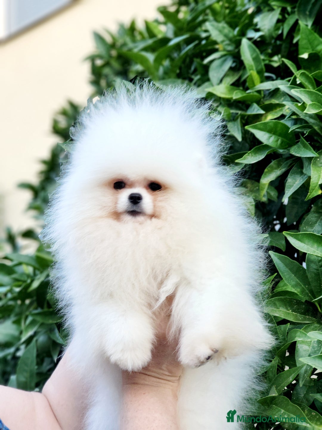 Pomerania perros en venta: Cachorra alta calidad  - Imagen 1