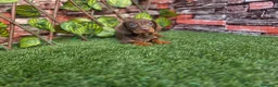 Teckel Miniatura perros en venta: TECKEL MINI CHOCOLATE - Anuncio 2