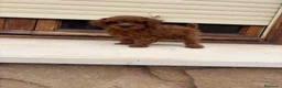 Caniche Toy perros en venta: Caniches Toy  - Anuncio 7