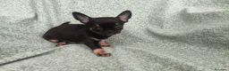 Chihuahua perros en venta: Chihuahua Toy - Anuncio 7