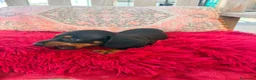 Teckel Miniatura perros en venta: Teckel kaninchen  - Anuncio 5