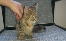 Británico de Pelo Corto gatos en venta: Gatita british shorthair (britanica pelo corto) - Imagen 2