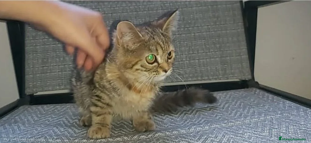 Británico de Pelo Corto gatos en venta: Gatita british shorthair (britanica pelo corto) - Imagen 2