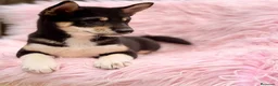 Shiba Inu perros en venta: Shiba Inu rojo y tricolor  - Anuncio 6
