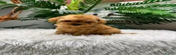 Caniche Toy perros en venta: CANICHE TOY-MUY PEQUEÑITO - Anuncio 17