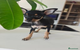 Pinscher Miniatura perros en venta: Mini pinchers  - Imagen 2
