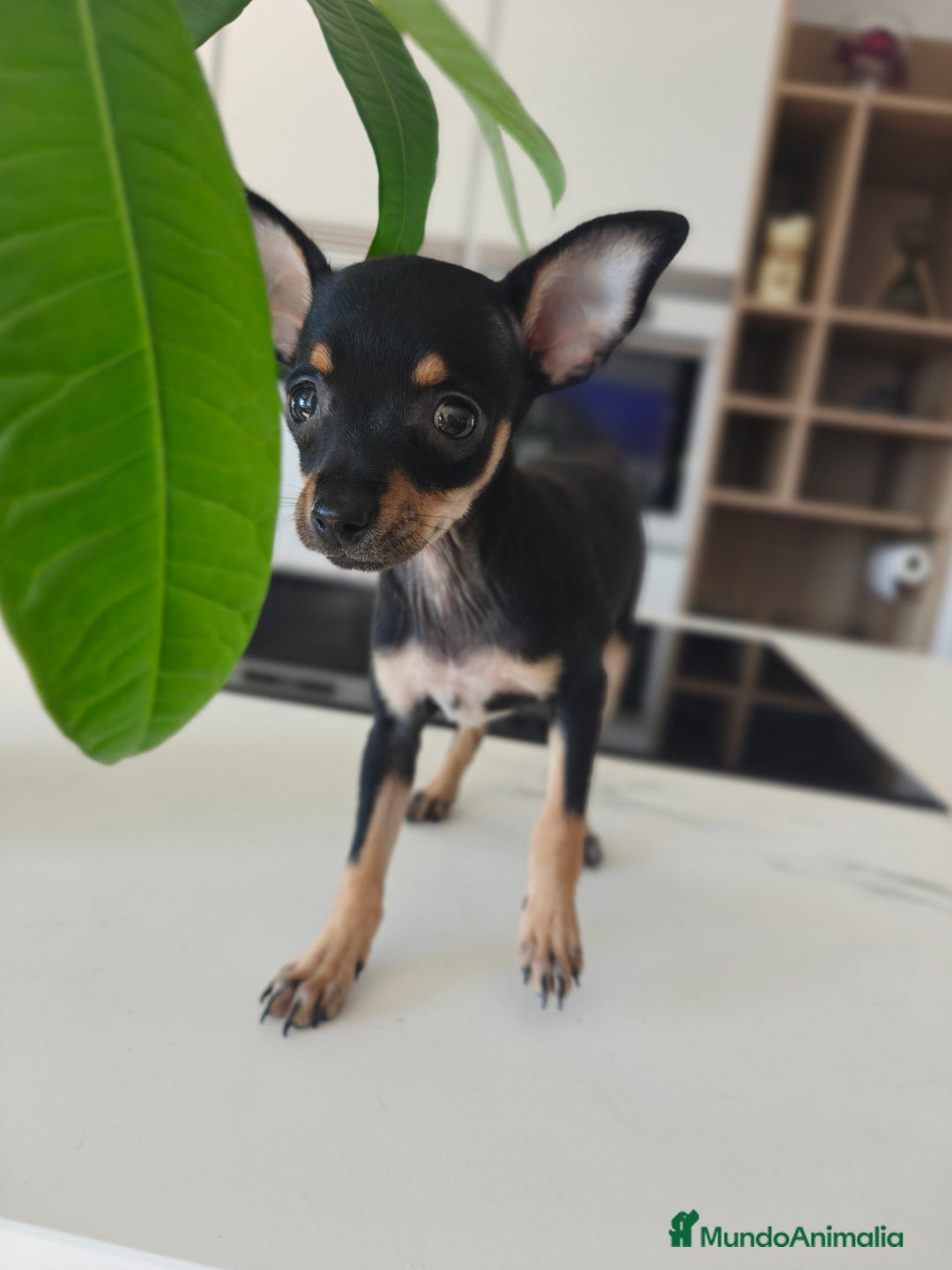Pinscher Miniatura perros en venta: Mini pinchers  - Imagen 2