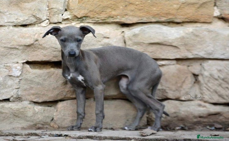 Pequeño Lebrel Italiano perros - Propaganda 1