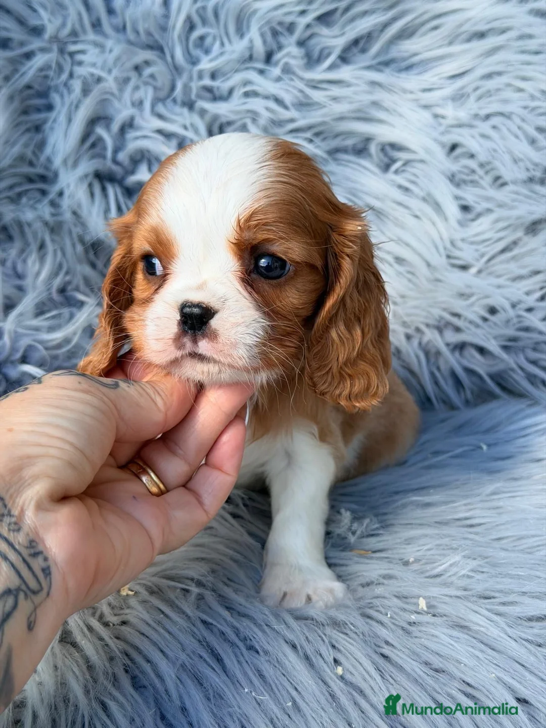 Cavalier King Charles Spaniel perros en venta: Precioso cavalier  - Anuncio 8