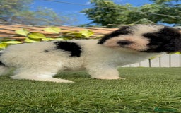 Perro de Agua Español perros en venta: PERRO DE AGUA MACHO - Imagen 13