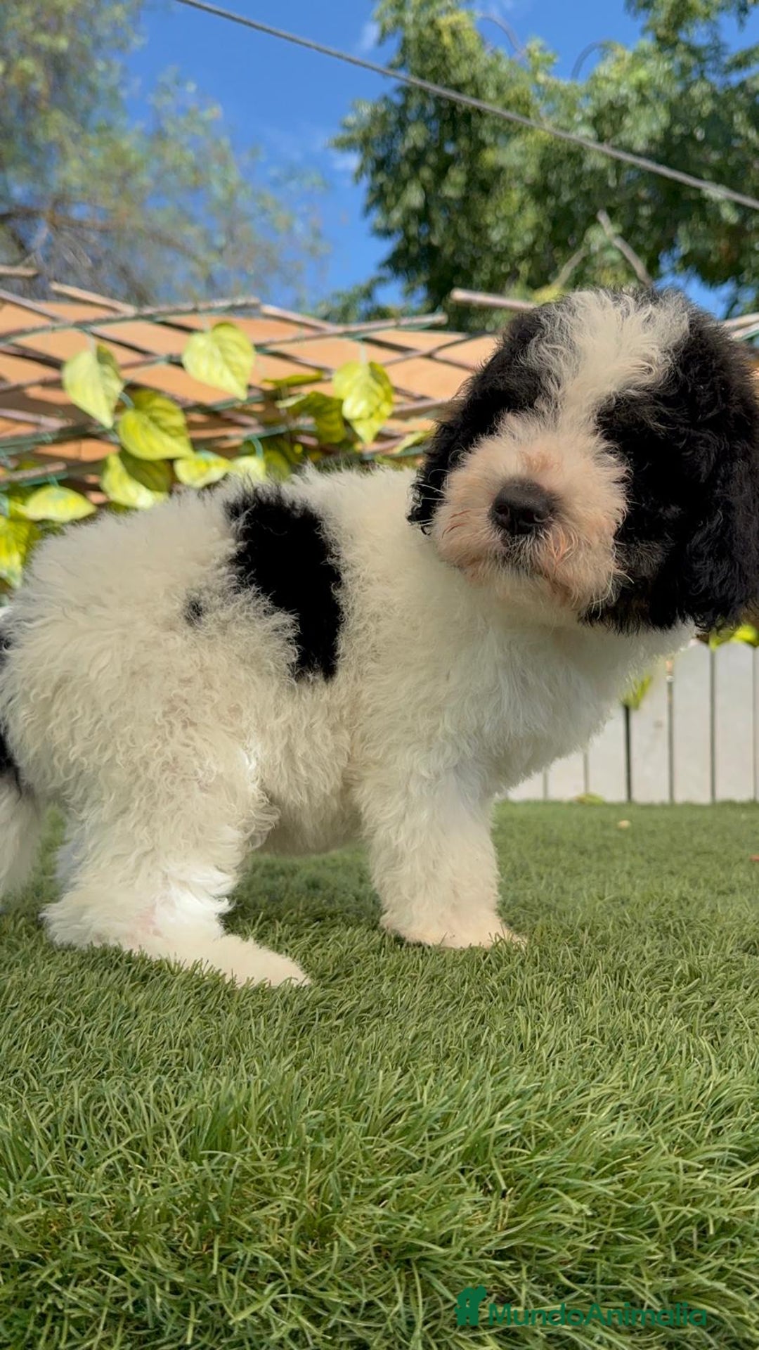 Perro de Agua Español perros en venta: PERRO DE AGUA MACHO - Imagen 13