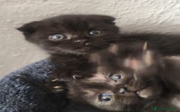Británico de Pelo Corto gatos en venta: British y scottish fold chocolate  - Imagen 1