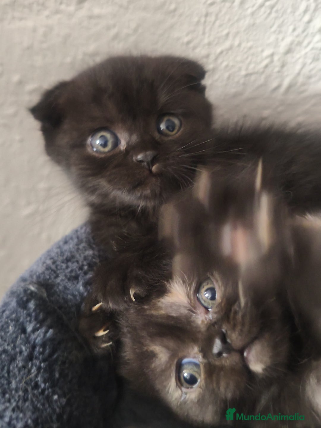 Británico de Pelo Corto gatos en venta: British y scottish fold chocolate  - Imagen 1