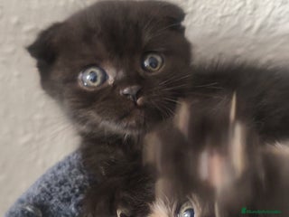 Británico de Pelo Corto gatos - Anuncio 9