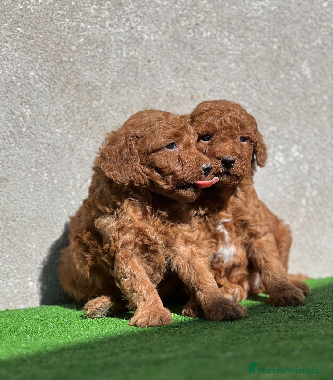 Caniche Enano perros en venta: Caniche enano rojo - Anuncio 4