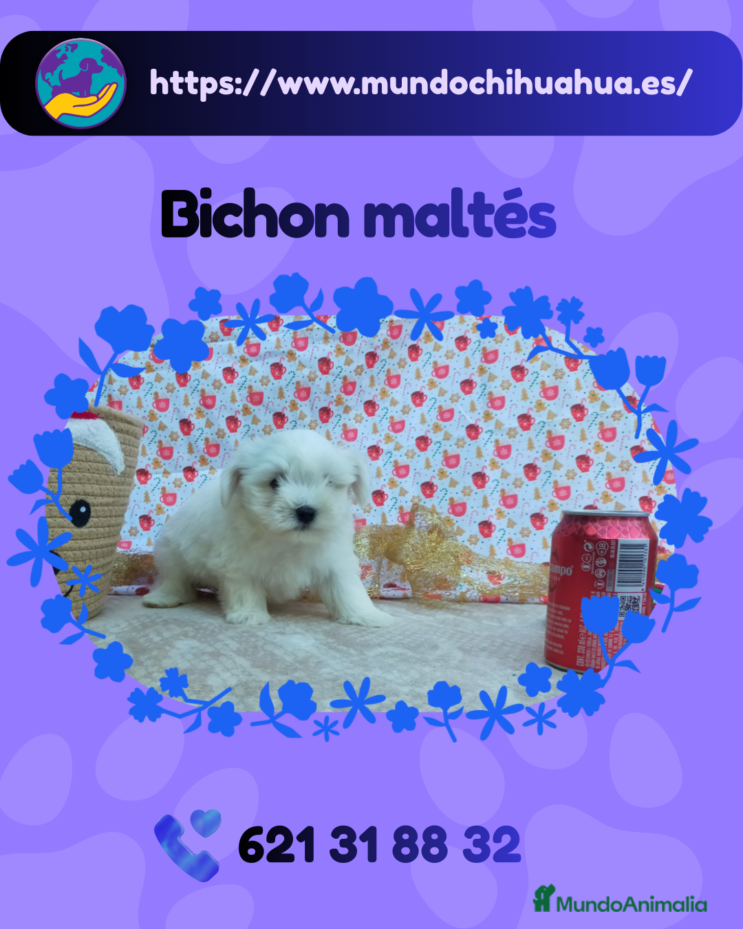 Bichón Maltés perros en venta: Camada de Bichón maltés enano 🎀 - Anuncio 1